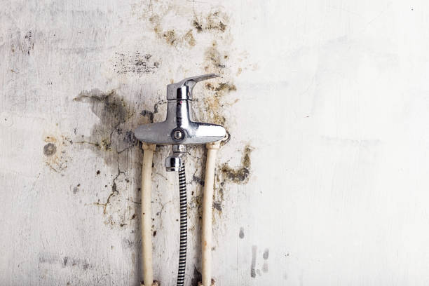 Best Emergency Mold Removal  in Champion Heights, OH