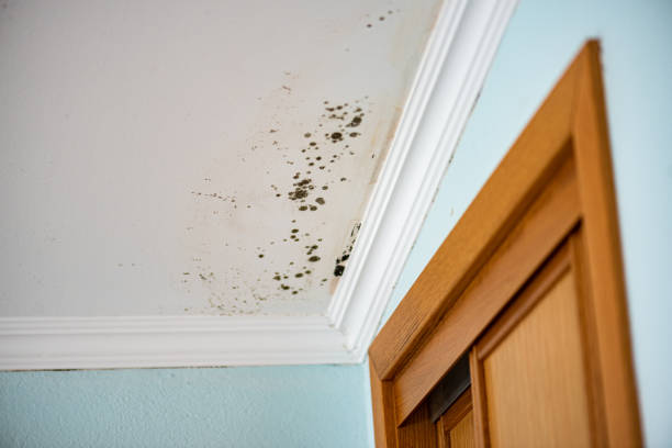 Best Professional Mold Removal  in Champion Heights, OH