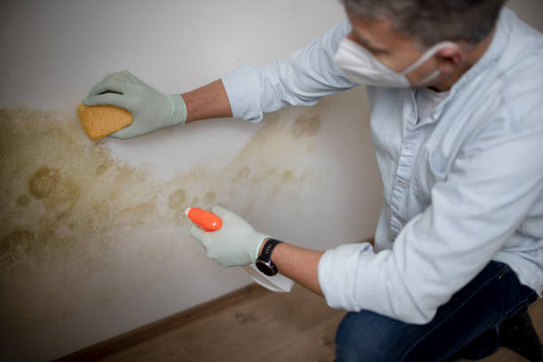 Best Mold Removal and Inspection  in Champion Heights, OH