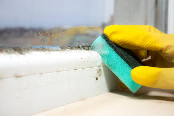 Best Best Mold Removal Companies  in Champion Heights, OH