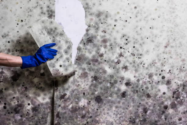 Office Mold Removal Services in Champion Heights, OH
