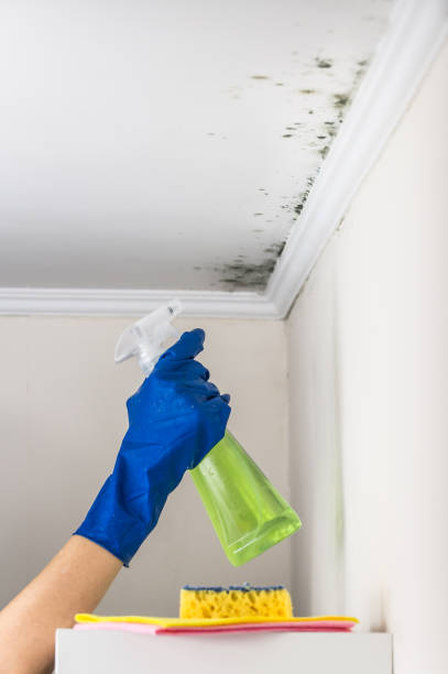 Best Attic Mold Removal  in Champion Heights, OH