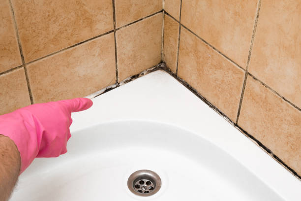 Best Office Mold Removal Services  in Champion Heights, OH
